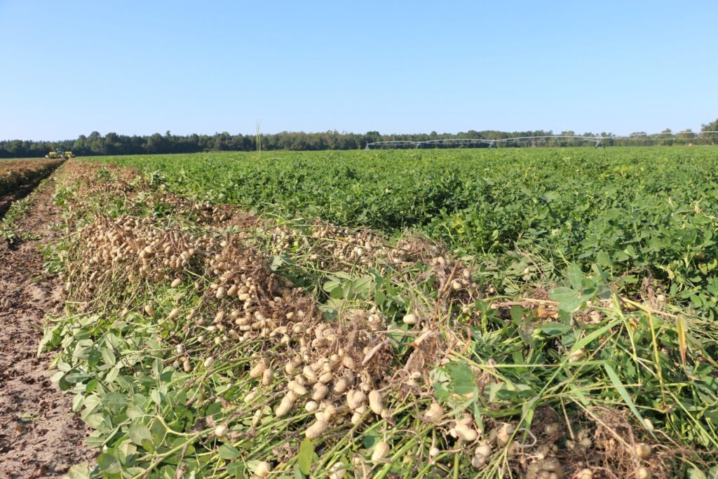 Long shot of peanut field with center pivot on a clear day.